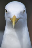 Herring Gull