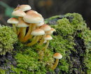 Honey Fungus