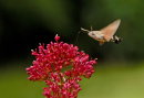 Hummingbird Hawk Moth