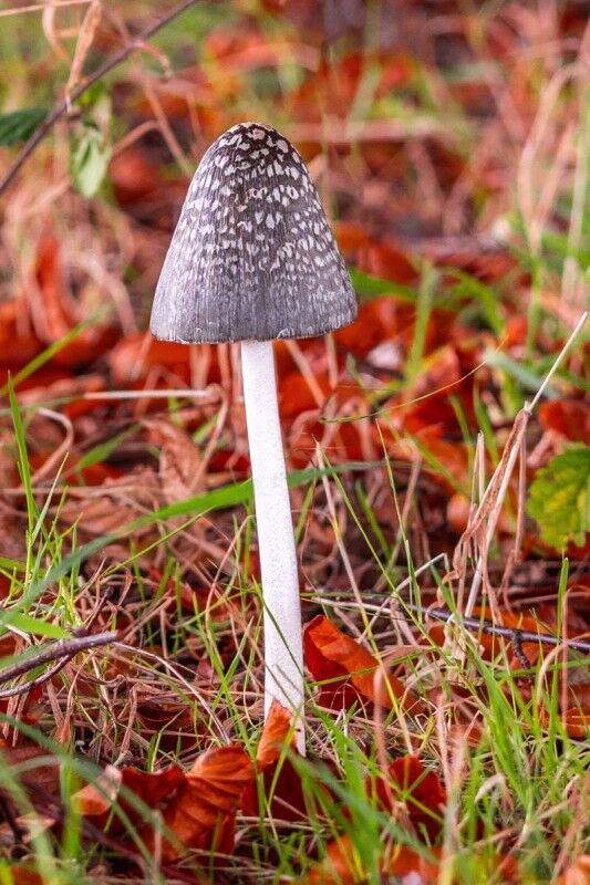 Inkcap