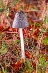 Inkcap