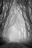 Into the Mist