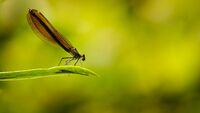 Beautiful Demoiselle
