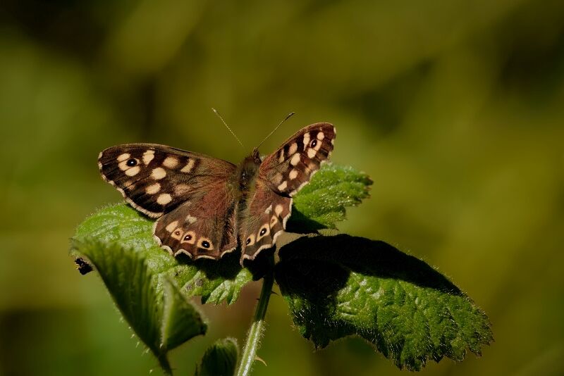 Speckled Wood