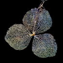 Lacecap Hydrangea