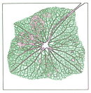 Lacecap Petal