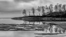 Lake Ice Trees