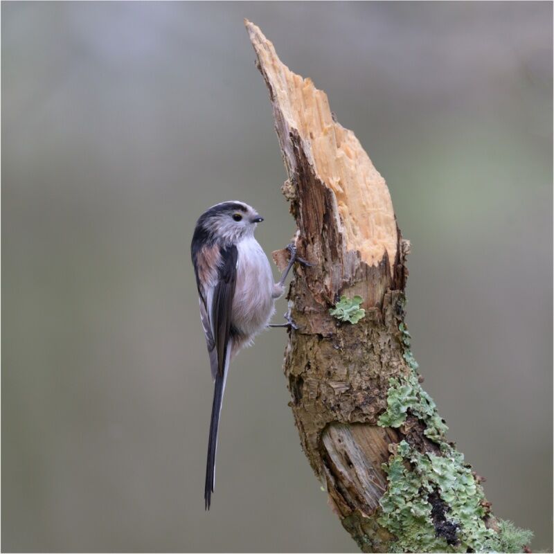 Long-tailed Tit