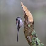 Long-tailed Tit