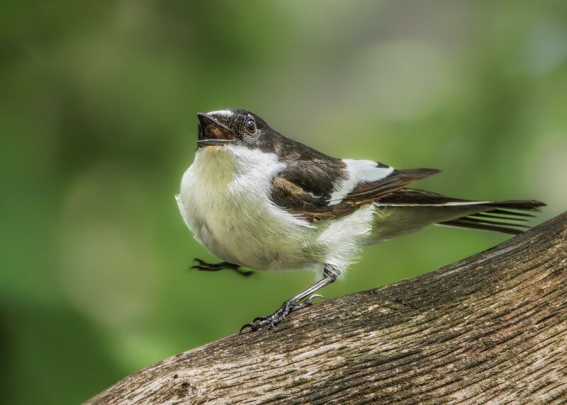 Male Pied Flycatcher