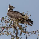 Marsh Harrier with Prey