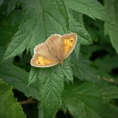 Meadow Brown