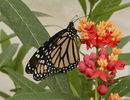 Monarch Butterfly Feeding