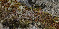 Mosses and Lichens