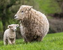 Mother & Child