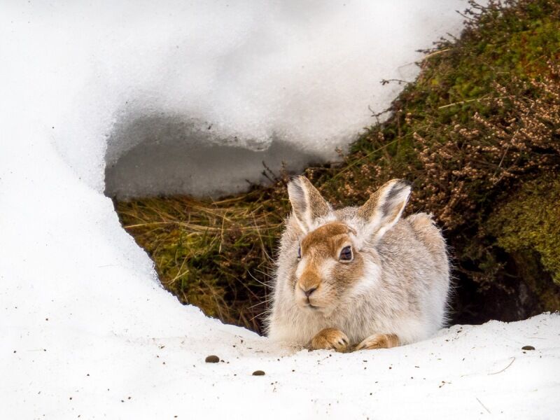 Mountain Hare