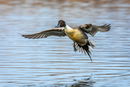 Northern Pintail