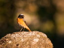 Obliging Redstart