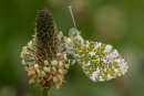 Orange Tip