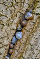 Over-wintering Snails