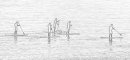 Paddle Boarders
