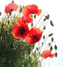 Poppies