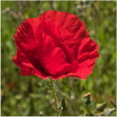 Poppy