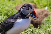 Puffin