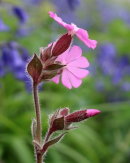 Red Campion in Bluebell Wood