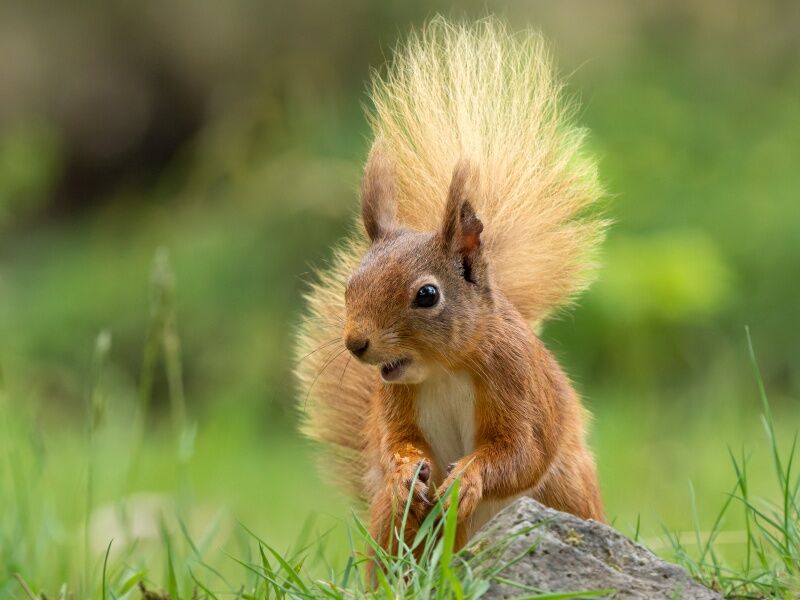 Red Squirrel