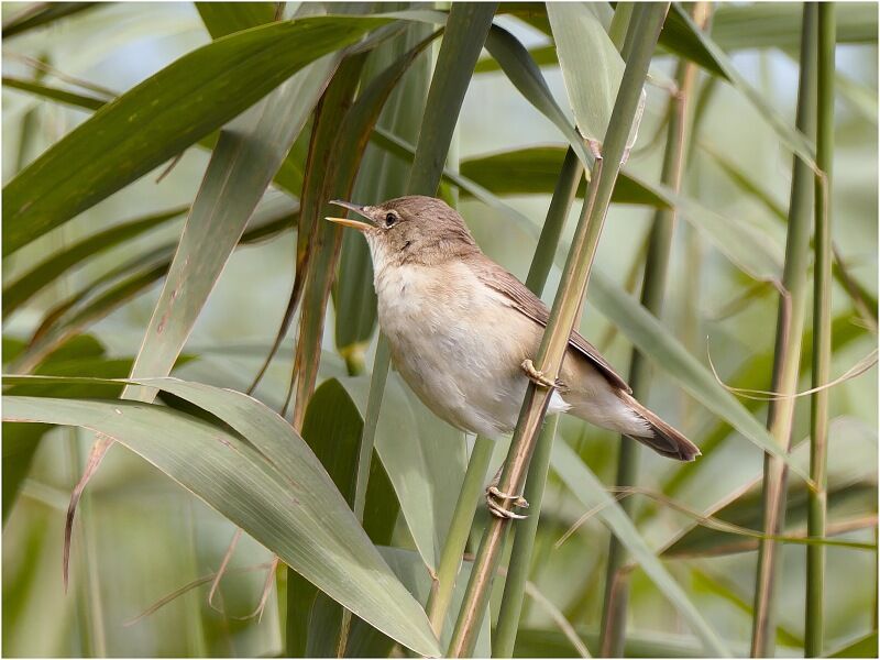 Reed Warbler