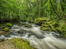 River Fowey At Draynes Wood