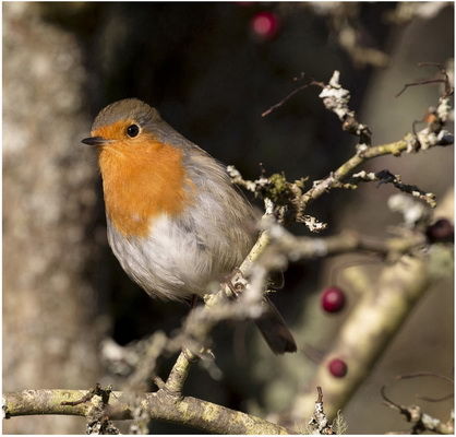 Robin