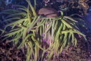 Rockpool Sea Anemone