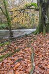 Autumnal Riverbank