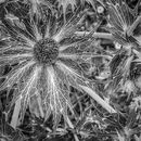 Sea Holly