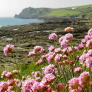Sea thrift (Prawle)