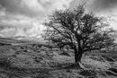 Sentinel Tree By Swelltor