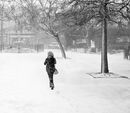 Snow on Avenue Gardens