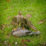 Sparrowhawk Mantling Pigeon