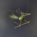 Speckled Bush Cricket