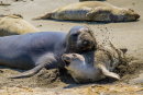 'Stop kicking sand in my face' (Elephant seals)