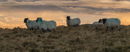 Sweltor Sheep