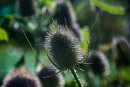Teasel