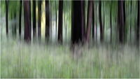 The Light Through the Trees