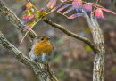 The Nation's Favourite Bird