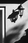 The patio lamp