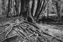 The root of the matter