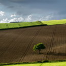 The tree