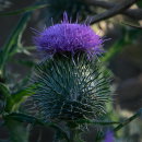 Thistle